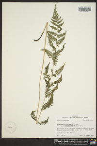Athyrium filix-femina var. asplenioides image