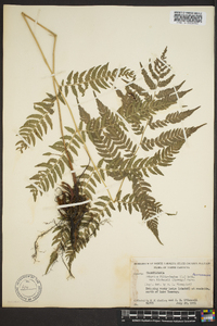 Athyrium filix-femina subsp. asplenioides image