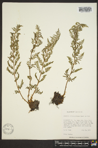 Athyrium distentifolium image