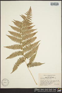 Athyrium filix-femina subsp. asplenioides image