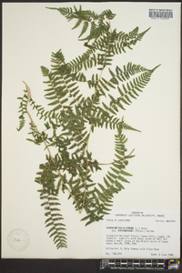 Athyrium filix-femina subsp. asplenioides image