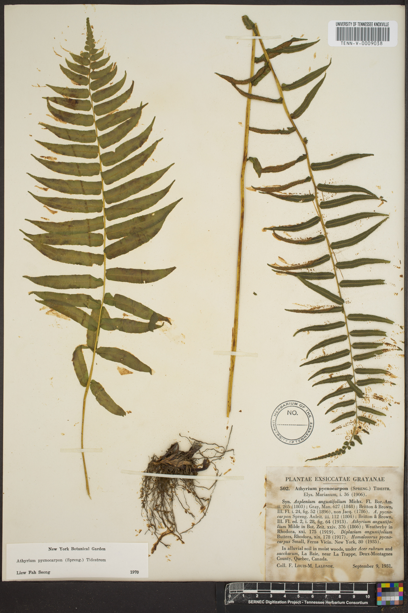 Athyrium pycnocarpon image