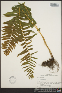 Athyrium pycnocarpon image