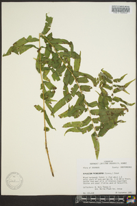 Athyrium pycnocarpon image