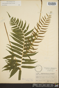 Athyrium pycnocarpon image