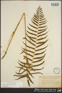 Athyrium pycnocarpon image