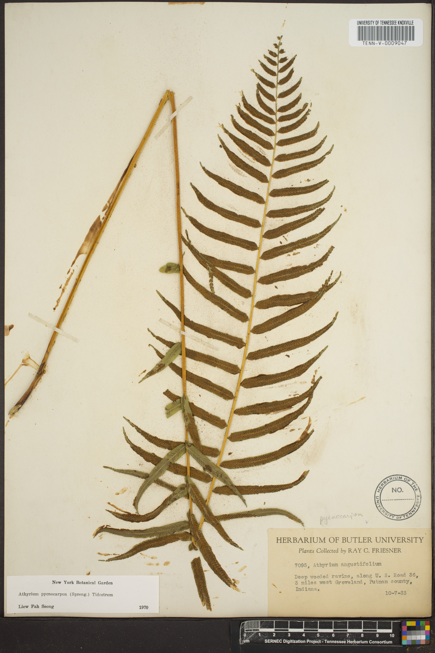 Athyrium pycnocarpon image