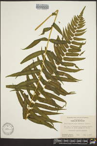 Athyrium pycnocarpon image