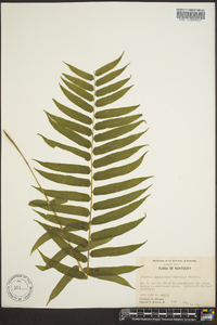 Athyrium pycnocarpon image