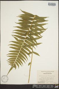 Athyrium pycnocarpon image