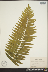 Athyrium pycnocarpon image