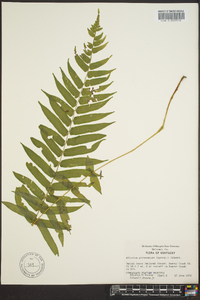 Athyrium pycnocarpon image