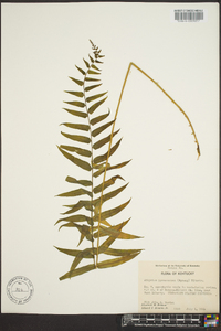 Athyrium pycnocarpon image