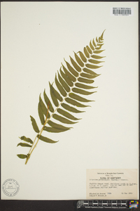 Athyrium pycnocarpon image