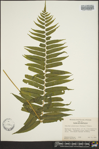 Athyrium pycnocarpon image