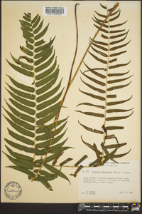 Athyrium pycnocarpon image