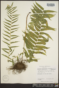 Athyrium pycnocarpon image