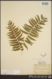 Athyrium pycnocarpon image