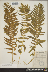 Athyrium pycnocarpon image