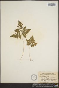 Gymnocarpium dryopteris image