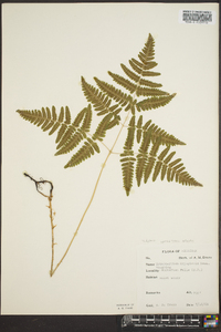 Gymnocarpium dryopteris image