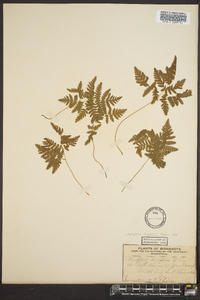 Gymnocarpium dryopteris image