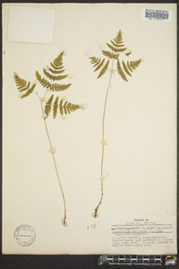 Gymnocarpium dryopteris image