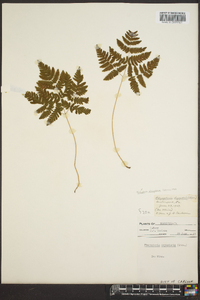 Gymnocarpium dryopteris image