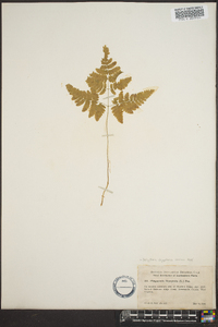 Gymnocarpium dryopteris image