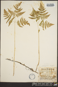 Gymnocarpium dryopteris image