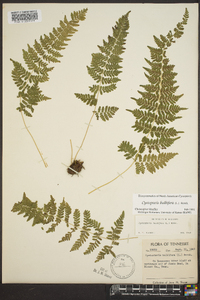 Cystopteris bulbifera image