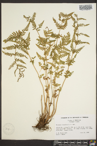 Woodsia scopulina image