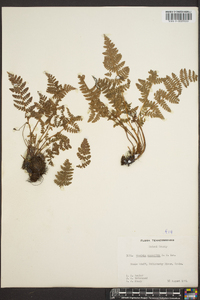 Woodsia scopulina image