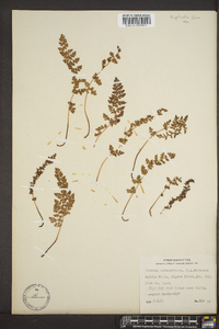 Woodsia oregana subsp. cathcartiana image