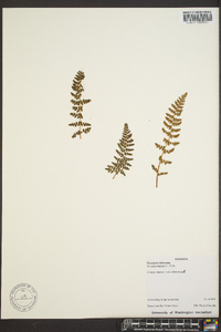 Woodsia ilvensis image