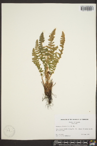 Woodsia ilvensis image