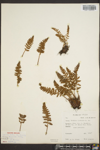 Woodsia ilvensis image