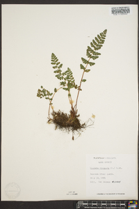 Woodsia ilvensis image