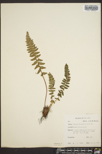 Woodsia ilvensis image