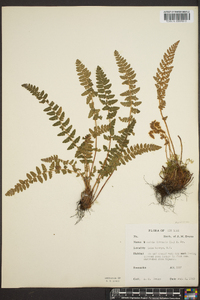 Woodsia ilvensis image