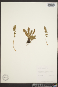 Woodsia ilvensis image