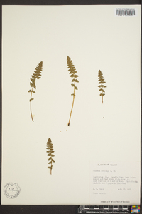 Woodsia ilvensis image