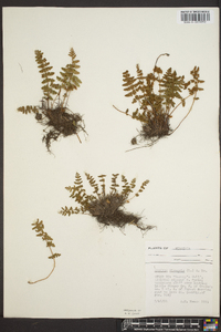 Woodsia ilvensis image