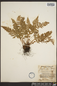 Woodsia ilvensis image