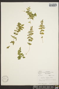 Woodsia oregana image