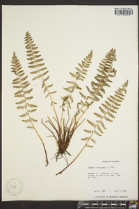 Woodsia scopulina image