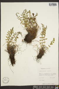 Woodsia scopulina image