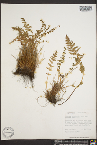 Woodsia scopulina image