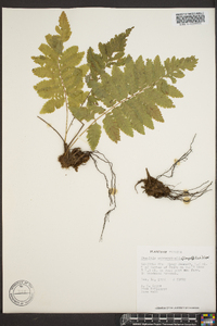 Ctenitis submarginalis image