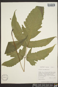 Tectaria heracleifolia image